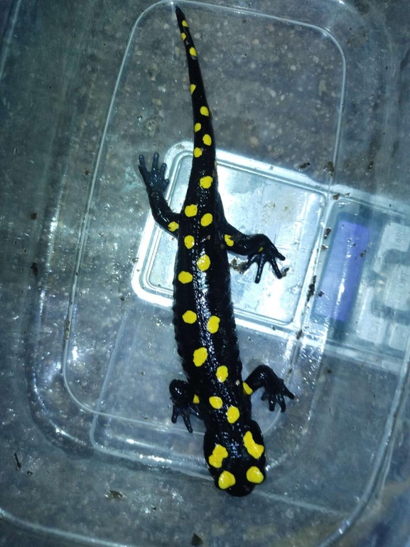 Salamandra infraimmaculata  photographed by רמדאן עיסא 