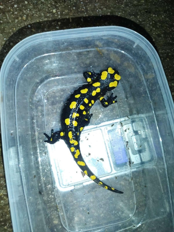 Salamandra infraimmaculata  photographed by רמדאן עיסא 