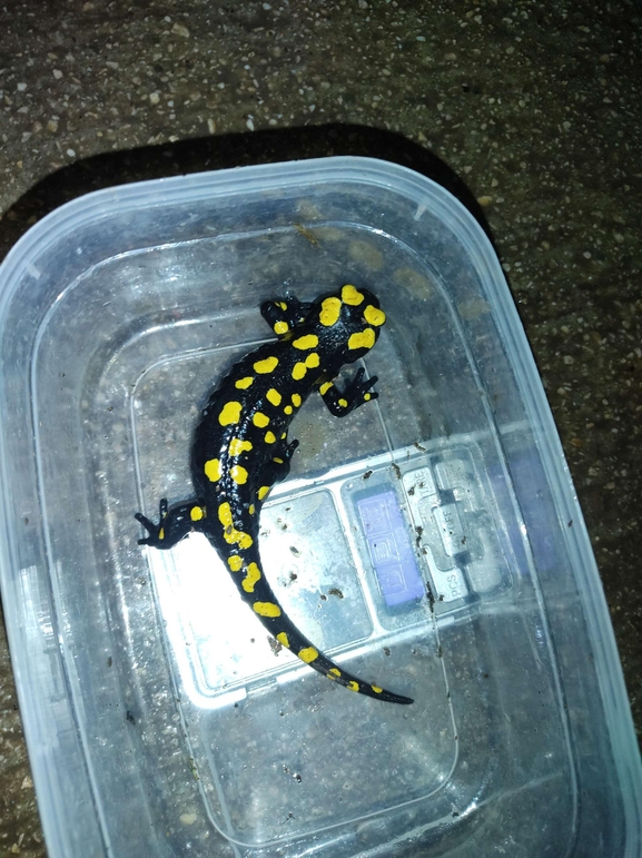 Salamandra infraimmaculata  photographed by רמדאן עיסא 