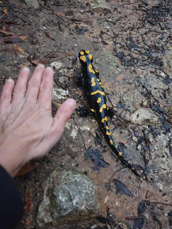 Salamandra infraimmaculata  photographed by אולגה ריבק 