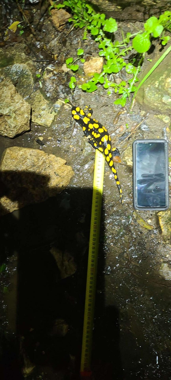 Salamandra infraimmaculata  photographed by טארק שנאן 