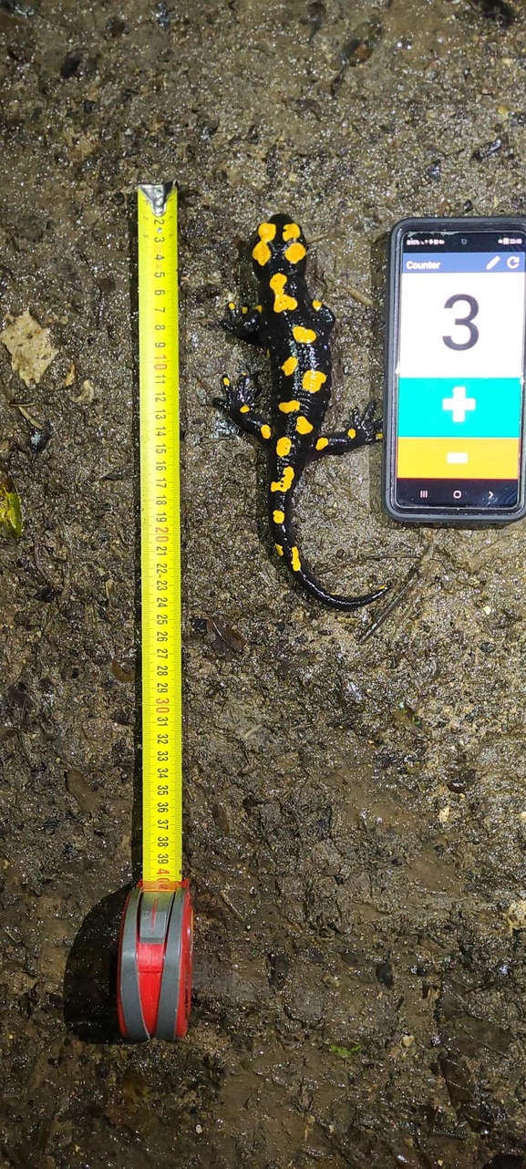 Salamandra infraimmaculata  photographed by טארק שנאן 