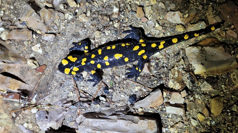 Salamandra infraimmaculata  