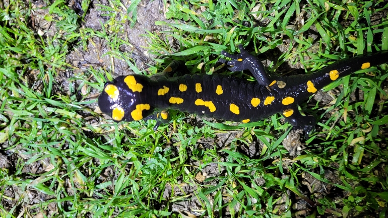 Salamandra infraimmaculata  