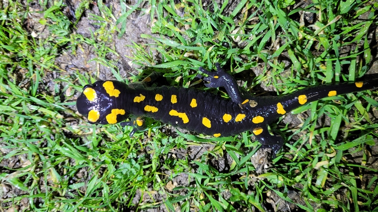 Salamandra infraimmaculata  