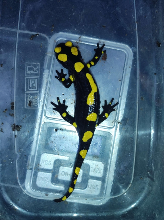 Salamandra infraimmaculata  photographed by רמדאן עיסא 