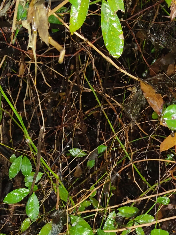 Salamandra infraimmaculata  photographed by רמדאן עיסא 