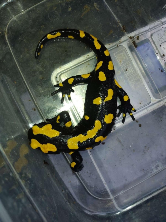 Salamandra infraimmaculata  photographed by רמדאן עיסא 