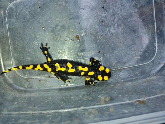 Salamandra infraimmaculata  photographed by רמדאן עיסא 