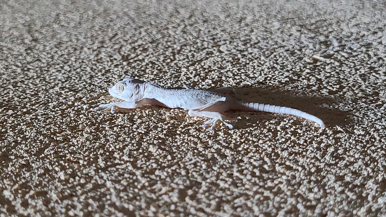 Hemidactylus turcicus turcicus  photographed by אסף קפלן 