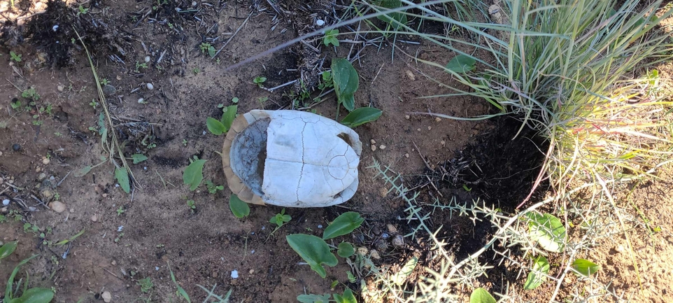 Testudo graeca  photographed by יערה שולץ 