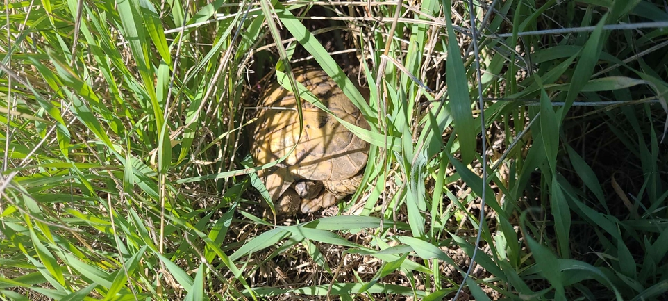 Testudo graeca  photographed by יערה שולץ 