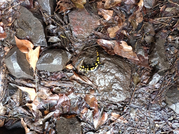 Salamandra infraimmaculata  photographed by צוות תל דן 