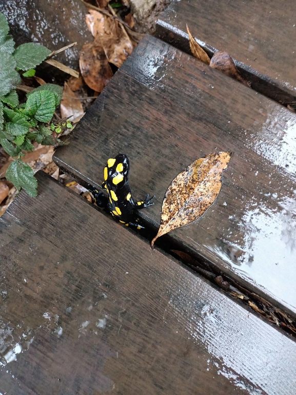 Salamandra infraimmaculata  photographed by צוות תל דן 