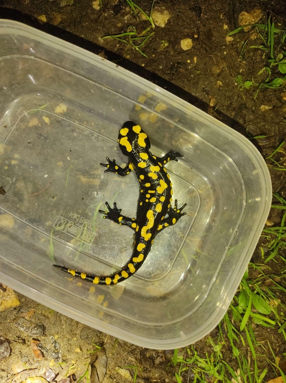 Salamandra infraimmaculata  photographed by רמדאן עיסא 