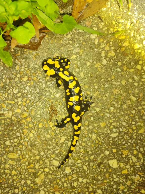 Salamandra infraimmaculata  photographed by רמדאן עיסא 