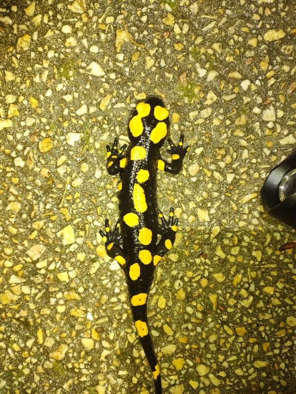 Salamandra infraimmaculata  photographed by רמדאן עיסא 