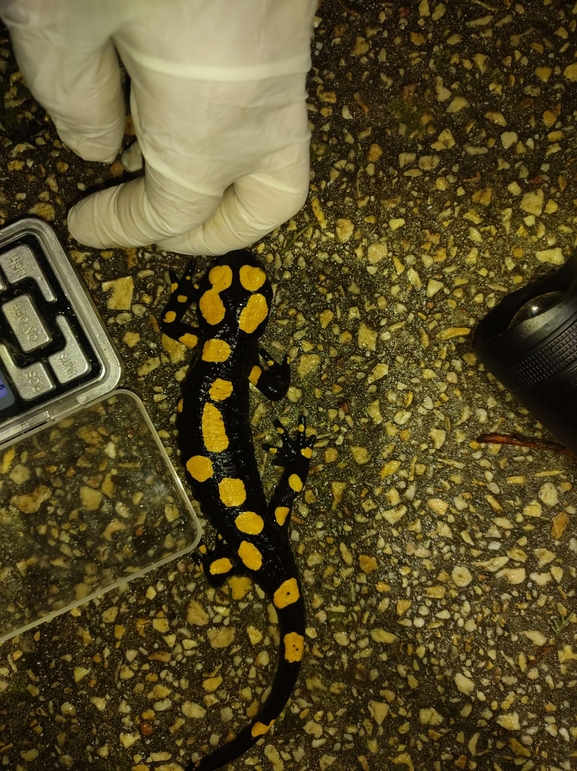 Salamandra infraimmaculata  photographed by רמדאן עיסא 