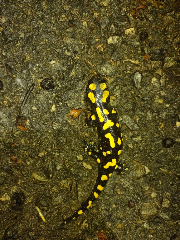 Salamandra infraimmaculata  photographed by רמדאן עיסא 