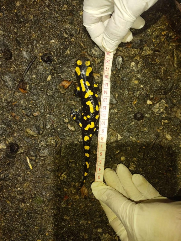 Salamandra infraimmaculata  photographed by רמדאן עיסא 