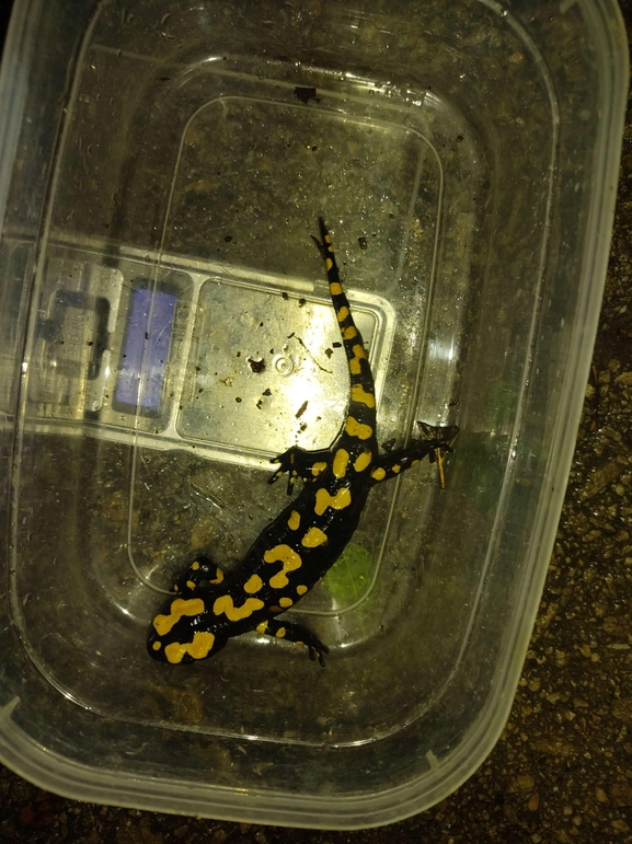 Salamandra infraimmaculata  photographed by רמדאן עיסא 