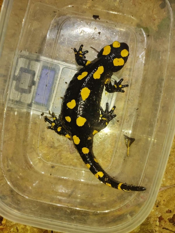 Salamandra infraimmaculata  photographed by רמדאן עיסא 