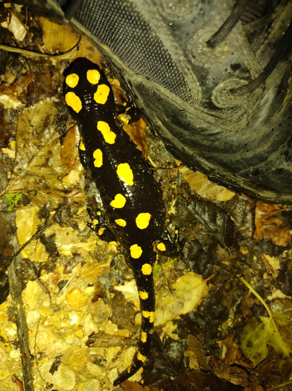 Salamandra infraimmaculata  photographed by רמדאן עיסא 