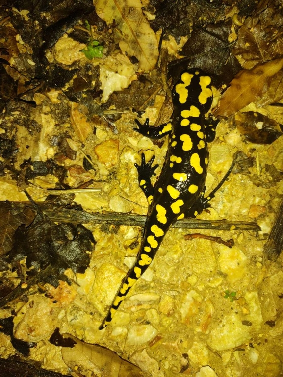 Salamandra infraimmaculata  photographed by רמדאן עיסא 