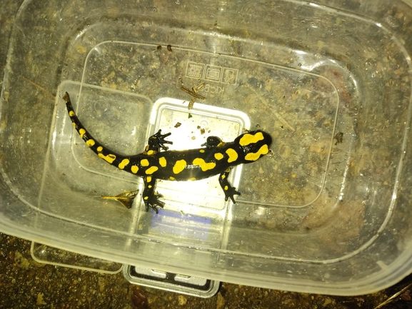 Salamandra infraimmaculata  photographed by רמדאן עיסא 