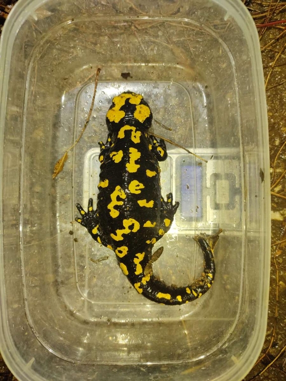 Salamandra infraimmaculata  photographed by רמדאן עיסא 