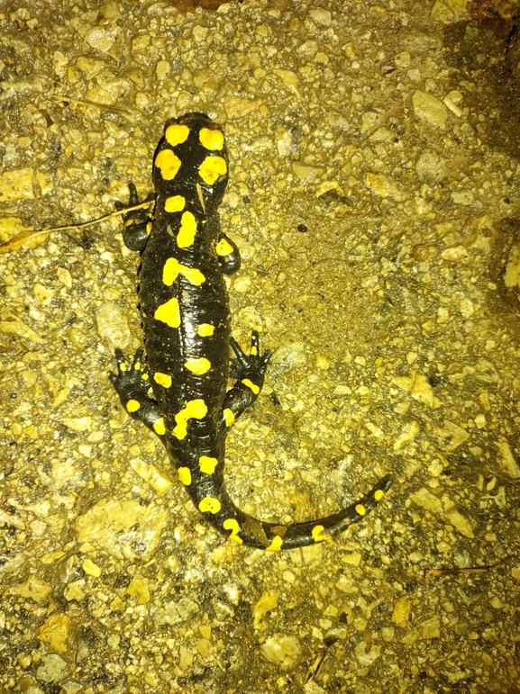 Salamandra infraimmaculata  photographed by רמדאן עיסא 