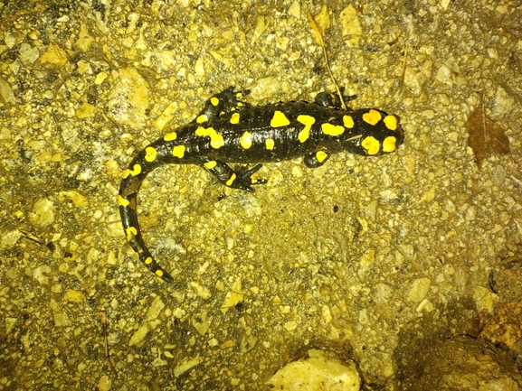 Salamandra infraimmaculata  photographed by רמדאן עיסא 