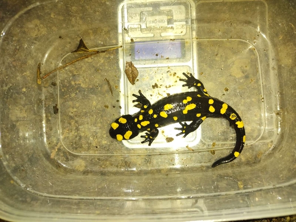 Salamandra infraimmaculata  photographed by רמדאן עיסא 