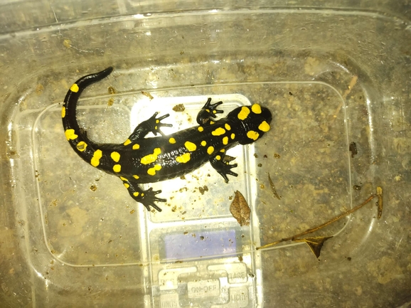 Salamandra infraimmaculata  photographed by רמדאן עיסא 