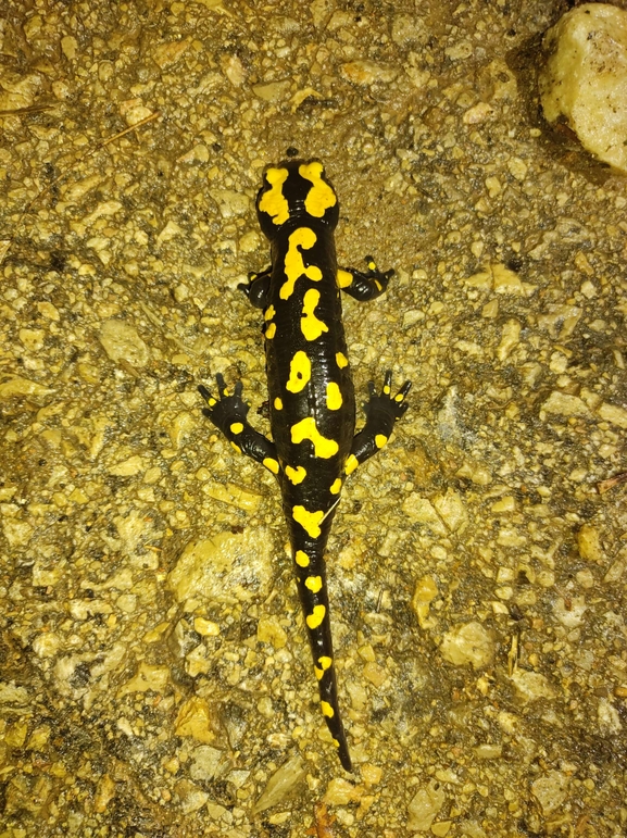 Salamandra infraimmaculata  photographed by רמדאן עיסא 