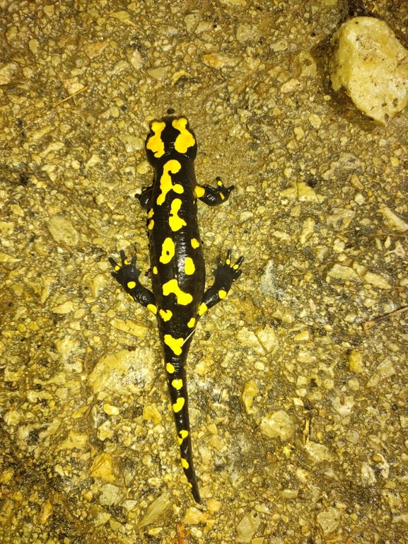 Salamandra infraimmaculata  photographed by רמדאן עיסא 