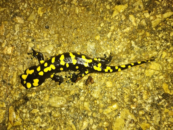 Salamandra infraimmaculata  photographed by רמדאן עיסא 