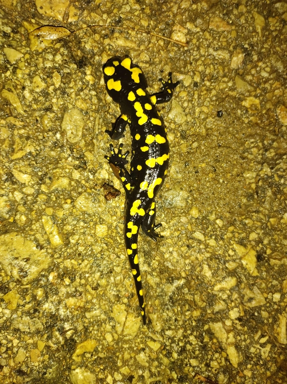 Salamandra infraimmaculata  photographed by רמדאן עיסא 