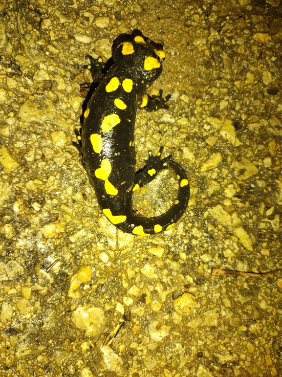 Salamandra infraimmaculata  photographed by רמדאן עיסא 