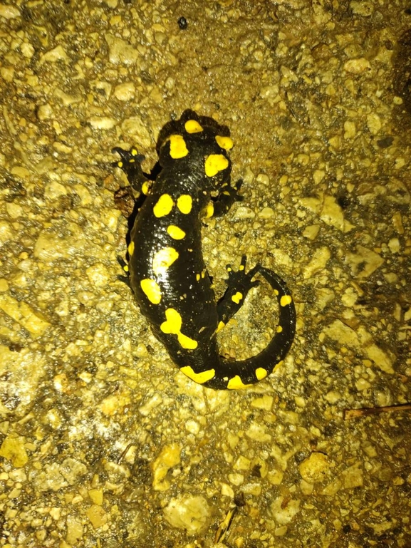 Salamandra infraimmaculata  photographed by רמדאן עיסא 