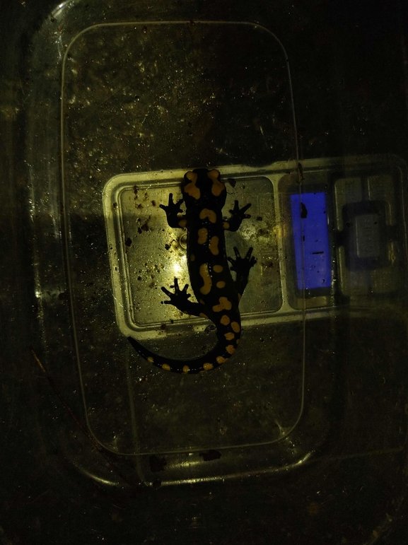 Salamandra infraimmaculata  photographed by רמדאן עיסא 