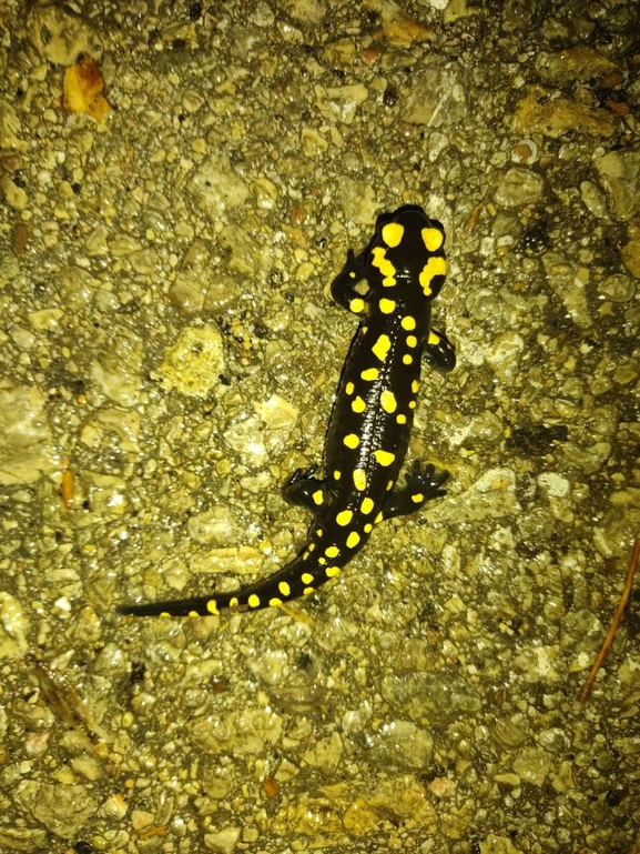 Salamandra infraimmaculata  photographed by רמדאן עיסא 