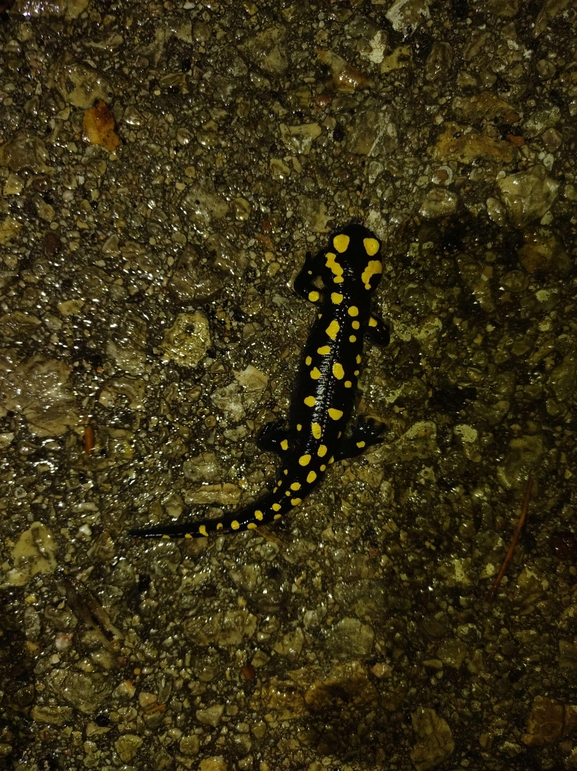 Salamandra infraimmaculata  photographed by רמדאן עיסא 