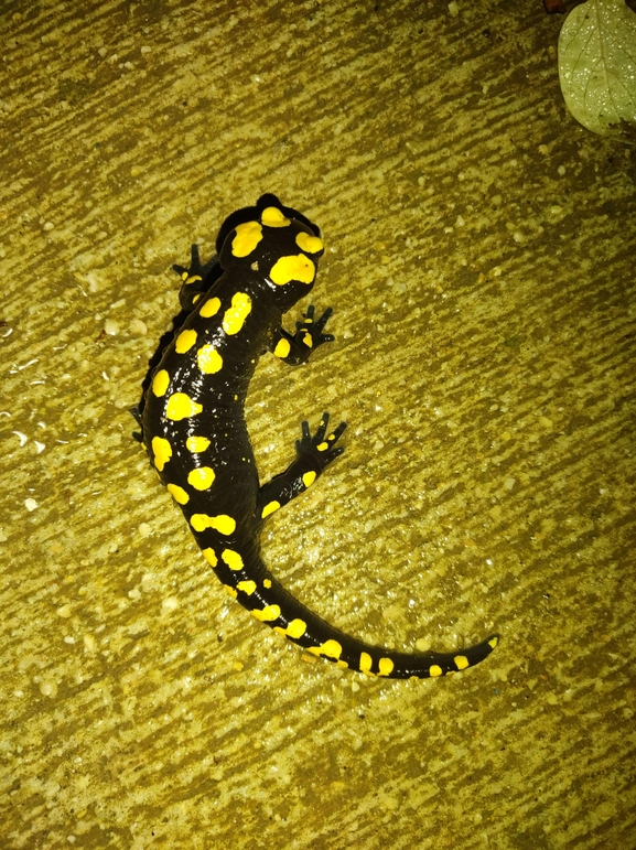 Salamandra infraimmaculata  photographed by רמדאן עיסא 