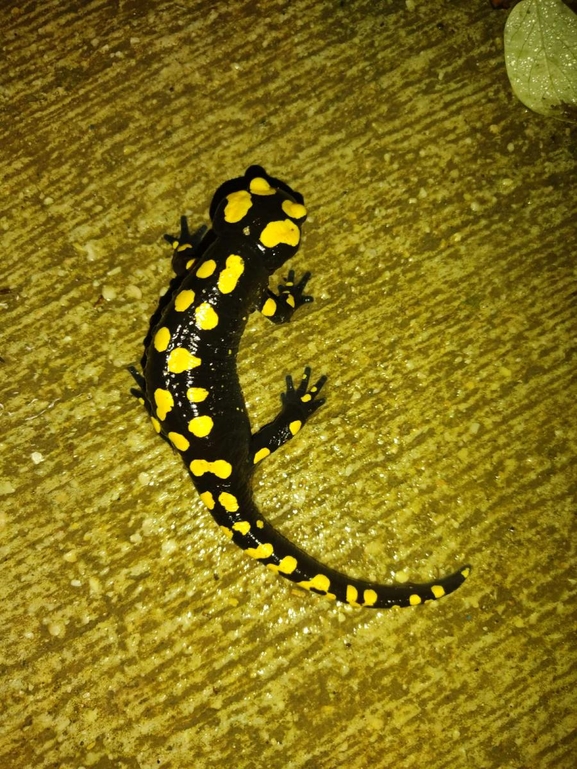 Salamandra infraimmaculata  photographed by רמדאן עיסא 