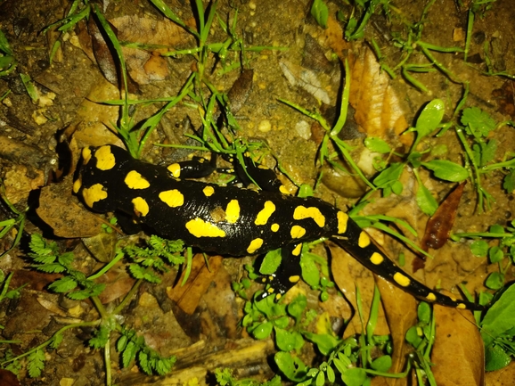 Salamandra infraimmaculata  photographed by רמדאן עיסא 