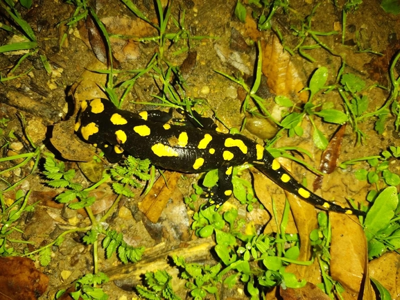 Salamandra infraimmaculata  photographed by רמדאן עיסא 