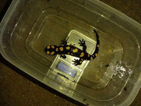 Salamandra infraimmaculata  photographed by רמדאן עיסא 