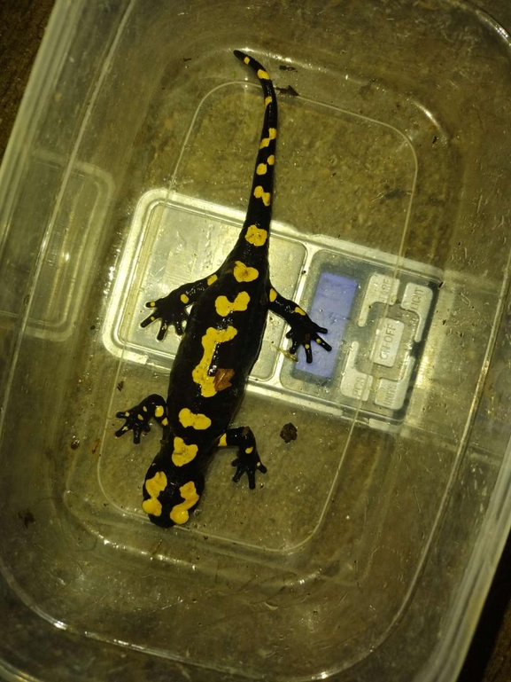 Salamandra infraimmaculata  photographed by רמדאן עיסא 