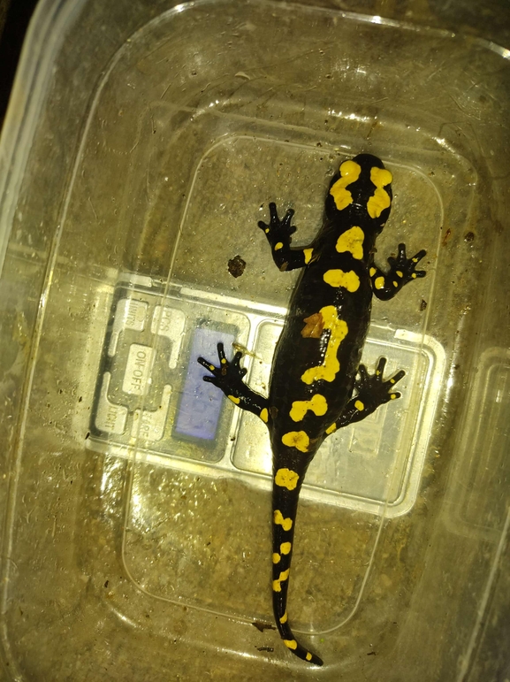 Salamandra infraimmaculata  photographed by רמדאן עיסא 